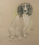Spaniel Jed by Barrie Linklater