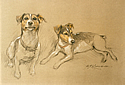 Jack Russell sketch by Barrie Linklater