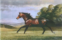 Stallion MTOTO by Barrie Linklater